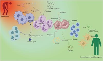 The role of trained immunity in sepsis